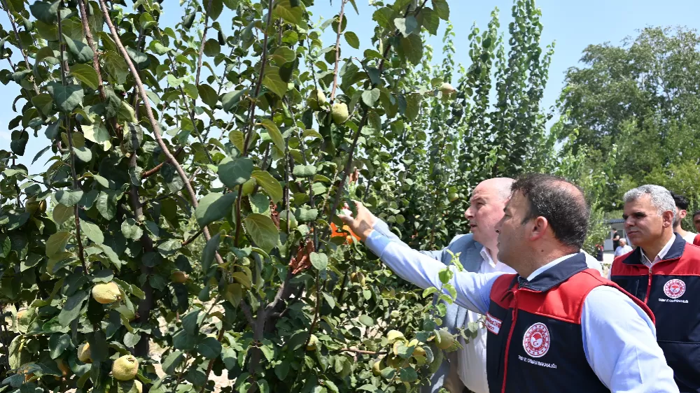 Ayva üretiminde kalıntısız tarım için üreticilere tuzak dağıtıldı