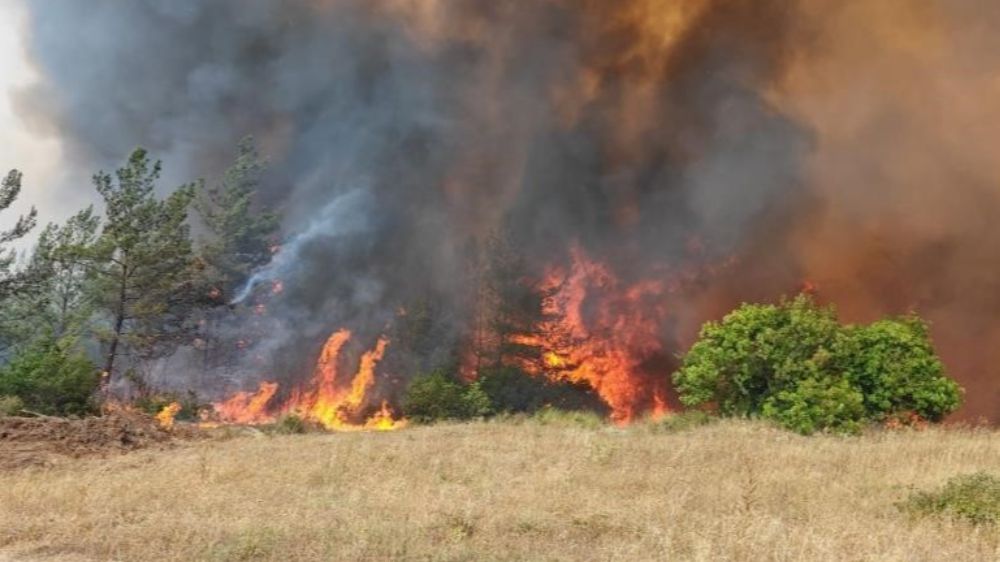 Bursa Valiliği: "Yenişehir'deki orman yangını kontrol altına alındı"