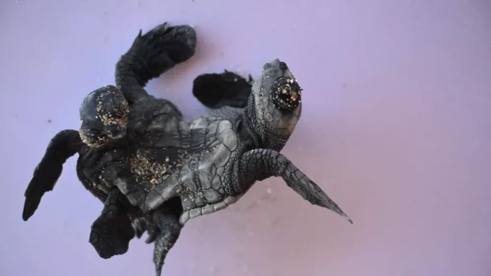 Caretta caretta sürprizi Antalya sahilinde siyam ikizi yavru bulundu