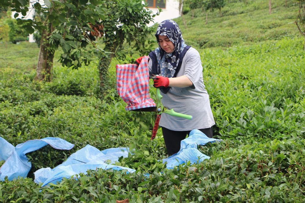 ÇAYKUR Genel Müdürü Alim: "Çay üreticileri de mağduriyetin kendilerinden olduğunun farkında"