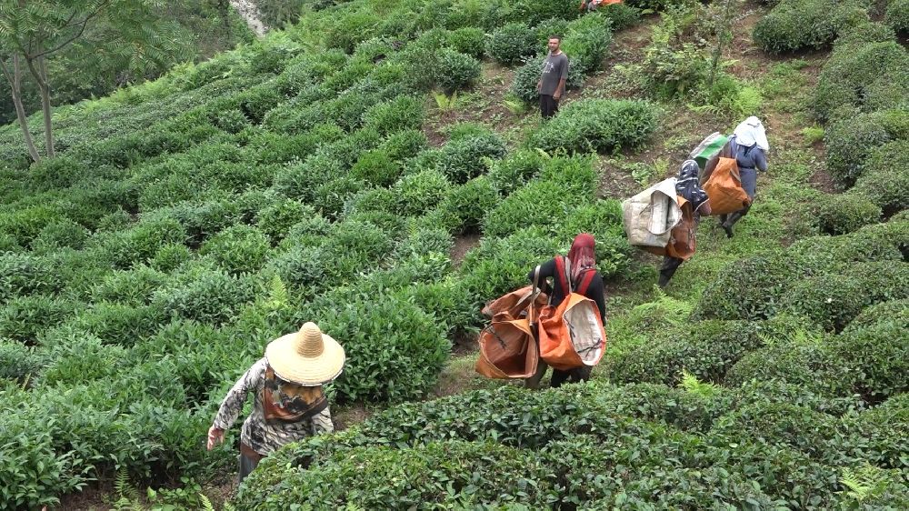 ÇAYKUR Genel Müdürü Alim: "Çay üreticileri de mağduriyetin kendilerinden olduğunun farkında"