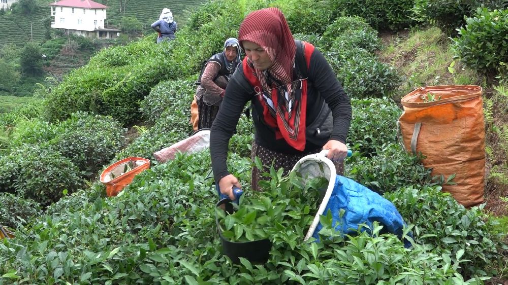 ÇAYKUR Genel Müdürü Alim: "Çay üreticileri de mağduriyetin kendilerinden olduğunun farkında"
