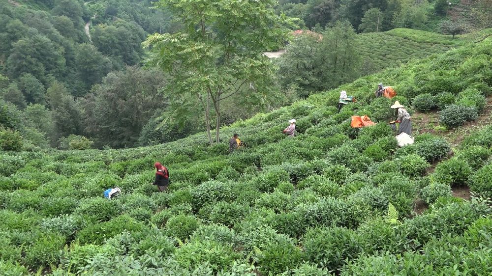 ÇAYKUR Genel Müdürü Alim: "Çay üreticileri de mağduriyetin kendilerinden olduğunun farkında"