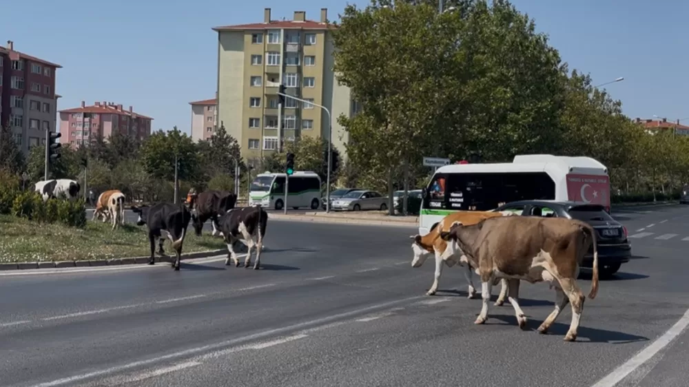Çiftlikten firar ettiler Şehirde refüjlerde otlayıp  dinlendiler 