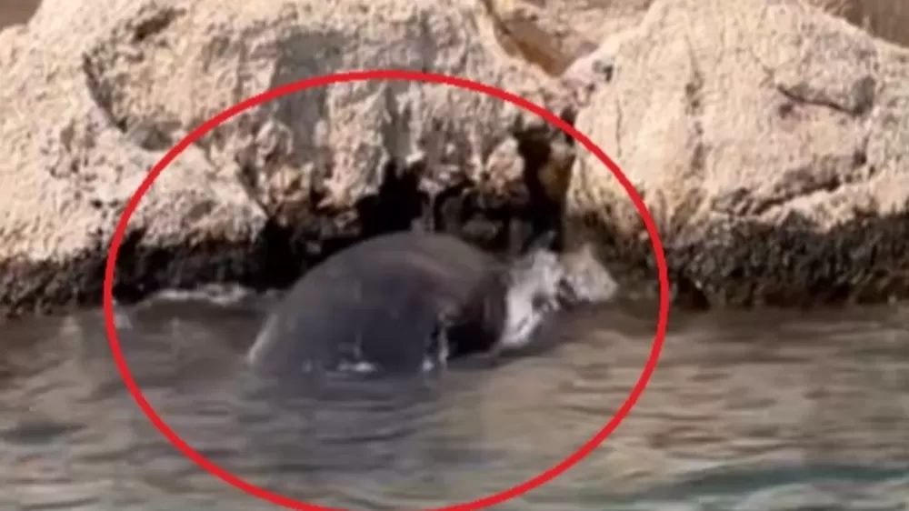 Demre'de yavru balina kurtarıldı Teknecilerden örnek davranış