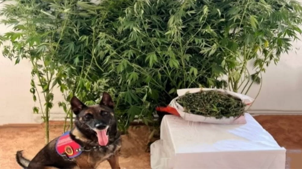 Denizli'de jandarmadan uyuşturucu operasyonu