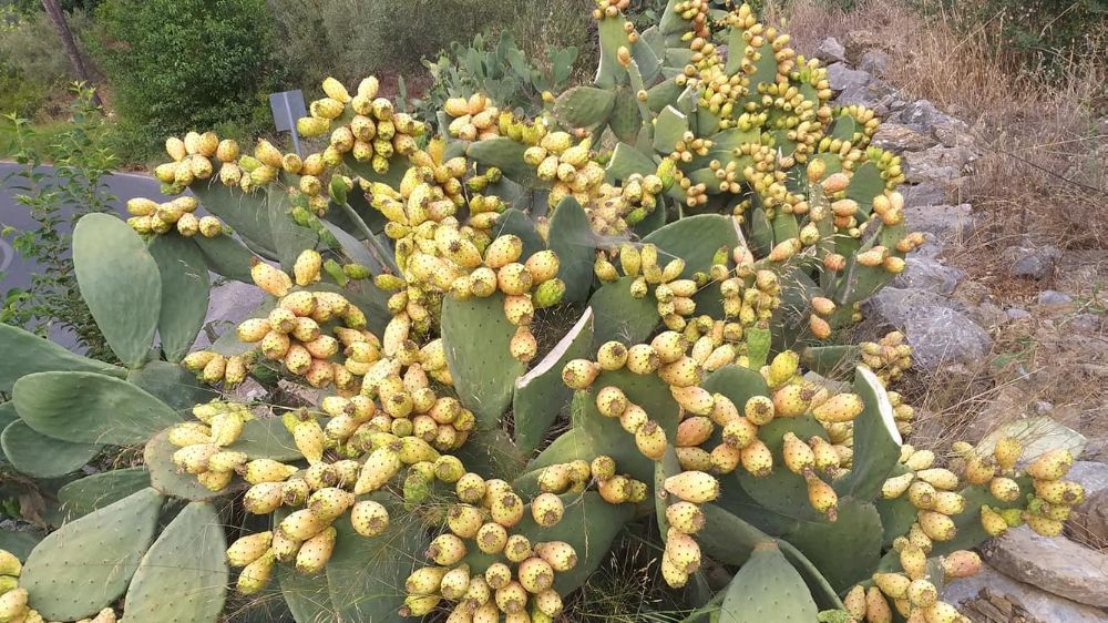 Dikkat! fazla dikenli incir tüketimi bağırsakları tıkayabilir