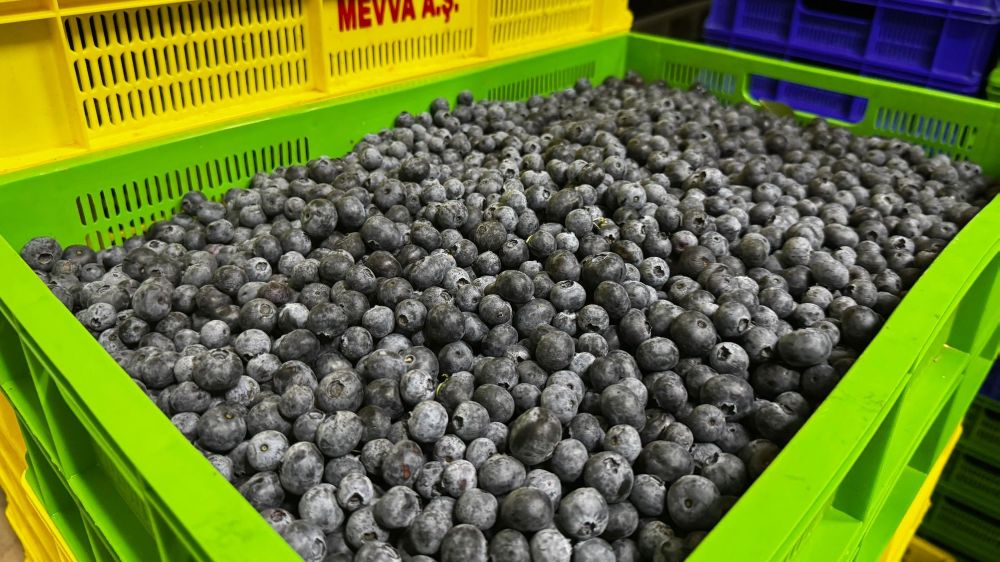 Elmalı’da yetişen yaban mersini ihracata açıldı