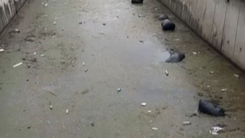 Gemlik körfezi çöplüğe döndü