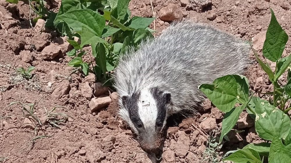  Gercüş'te nesli tükenmekte olan porsuk görüntülendi