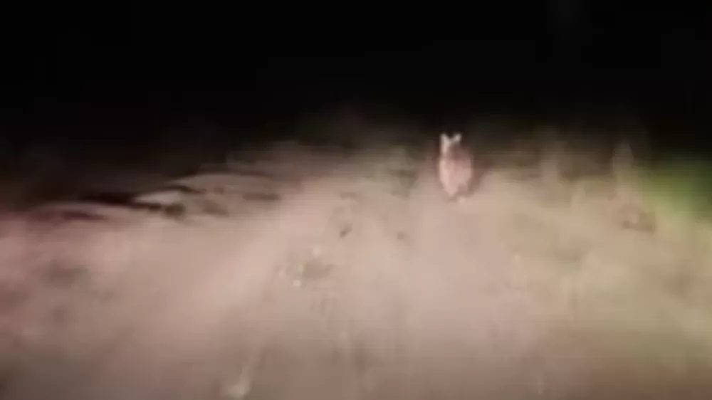 Iğdır'da köye ayı indi