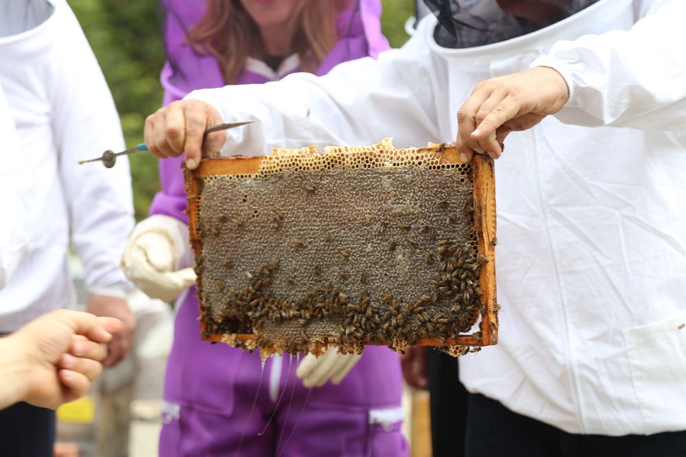 Kafkas arısının gen merkezinde bal hasadı gerçekleşti