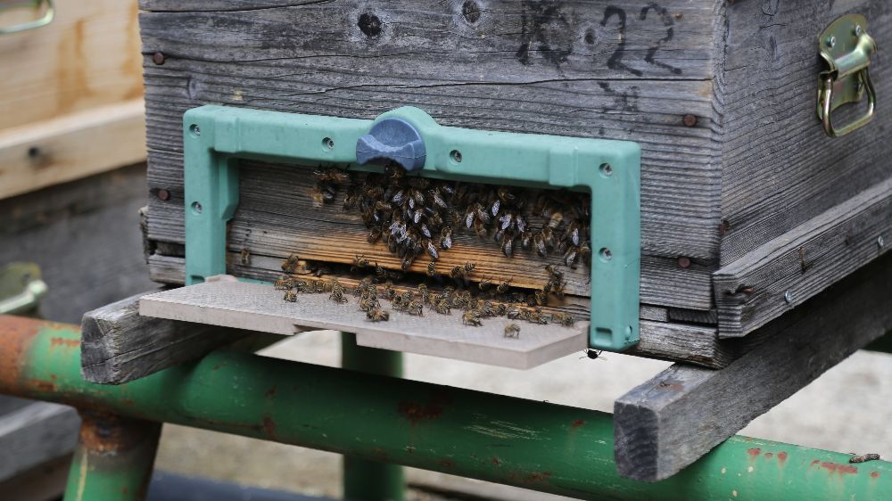 Kafkas arısının gen merkezinde bal hasadı gerçekleşti
