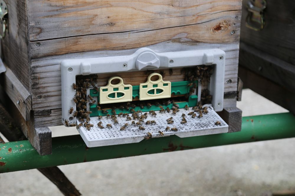 Kafkas arısının gen merkezinde bal hasadı gerçekleşti