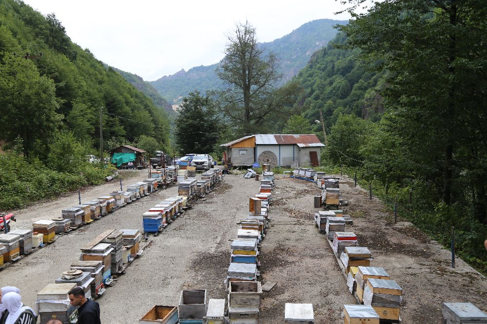 Kafkas arısının gen merkezinde bal hasadı gerçekleşti