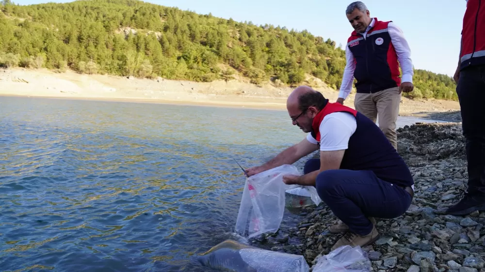 Kastamonu’da 656 bin yavru sazan balığı su kaynaklarıyla buluşturuldu