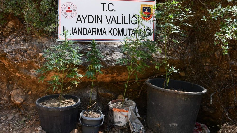 Kenevir yetiştiren şüpheliye eş zamanlı baskın