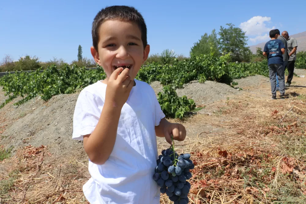 Erzincan Üzümlü bağlarında Cimin üzümü hasadı başladı