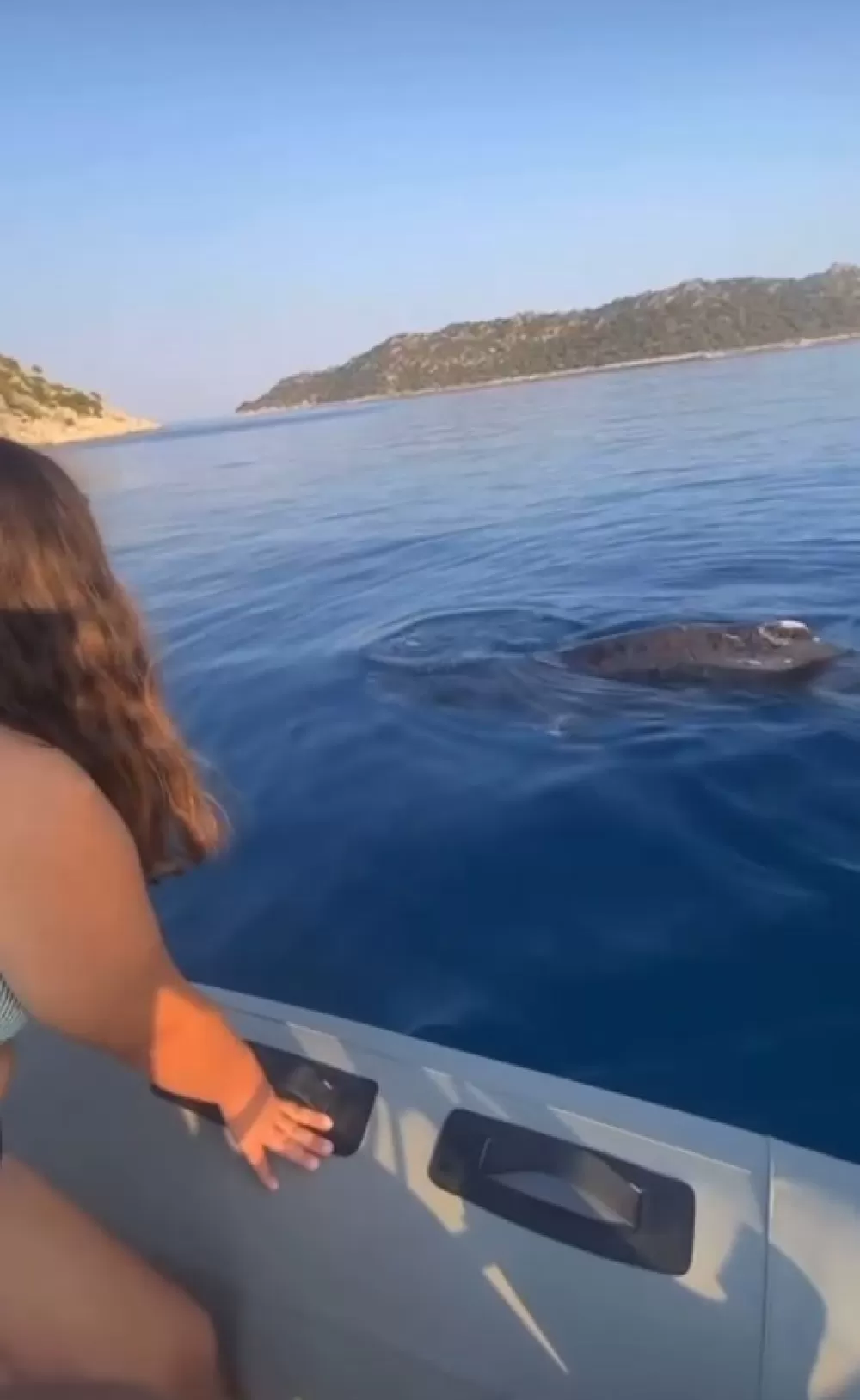 Demre'de yavru balina kurtarıldı Teknecilerden örnek davranış