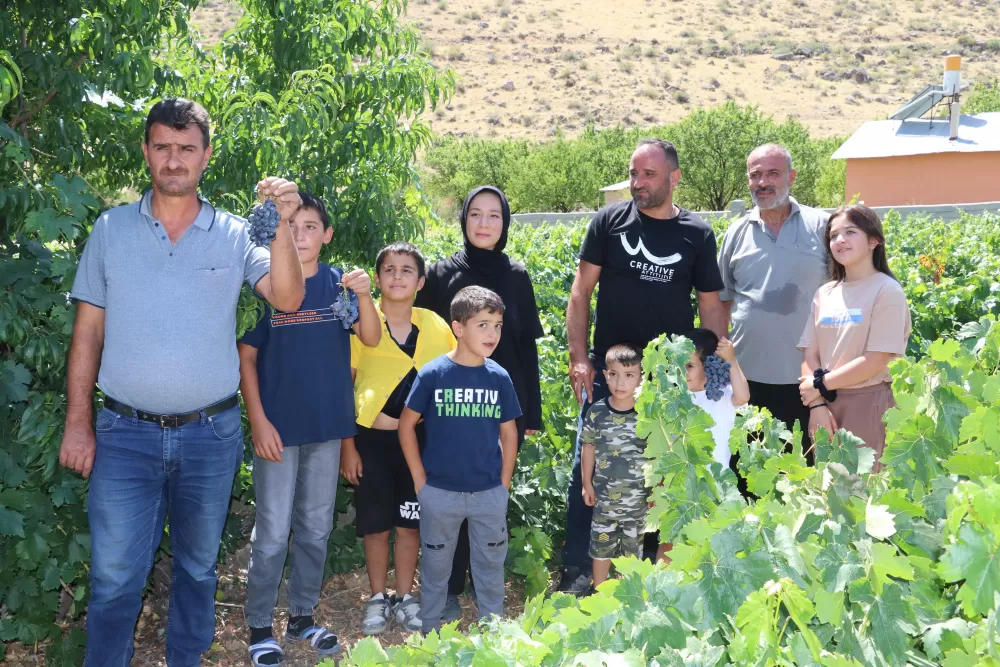 Erzincan Üzümlü bağlarında Cimin üzümü hasadı başladı