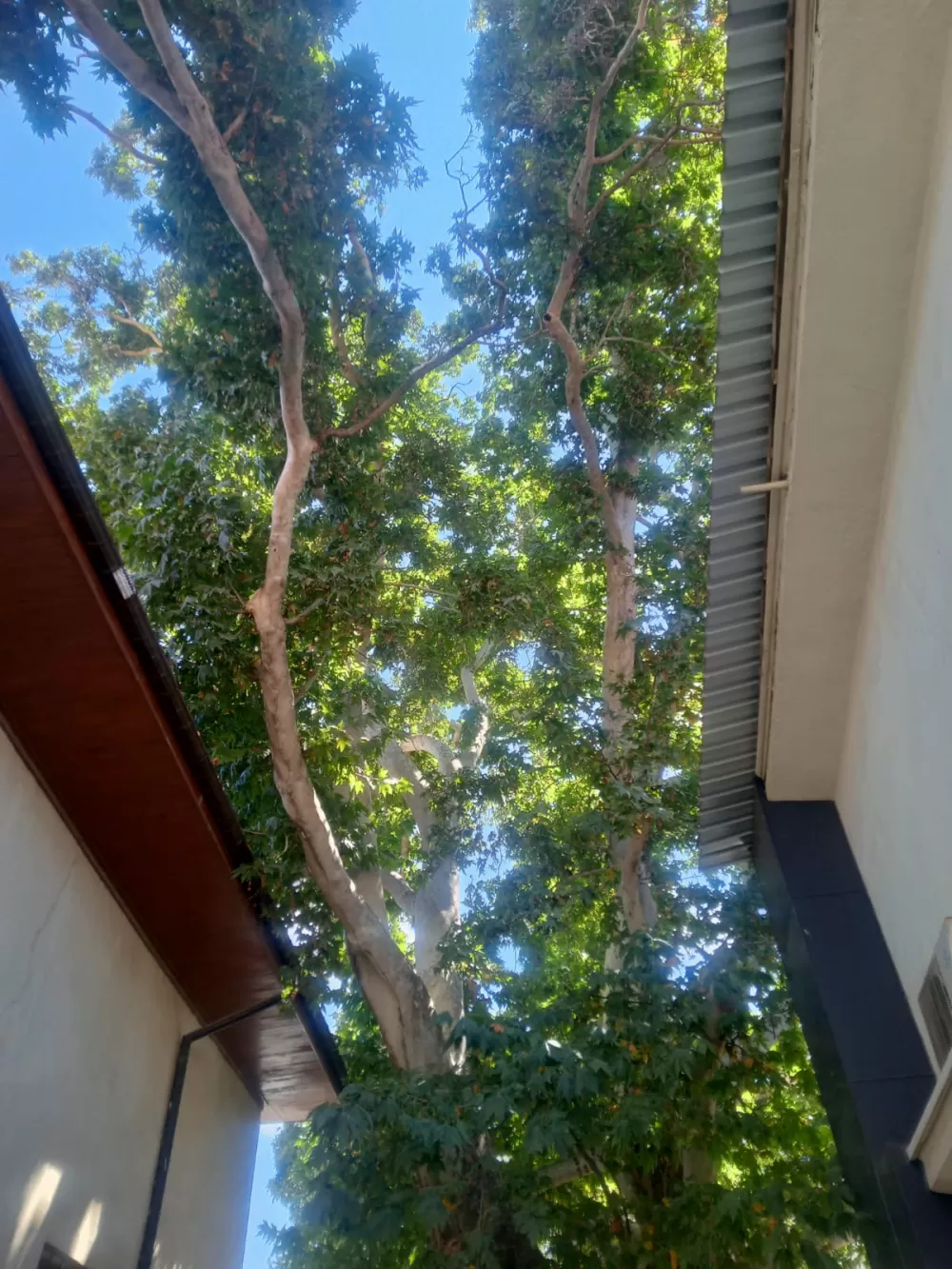 Asırlık çınarın dalı otomobilin üzerine düştü