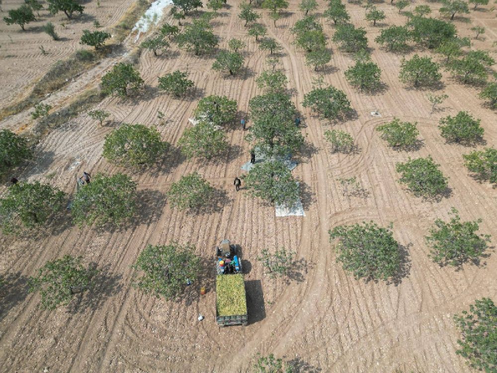 Şanlıurfa’da Boz Fıstık Hasadı Başladı