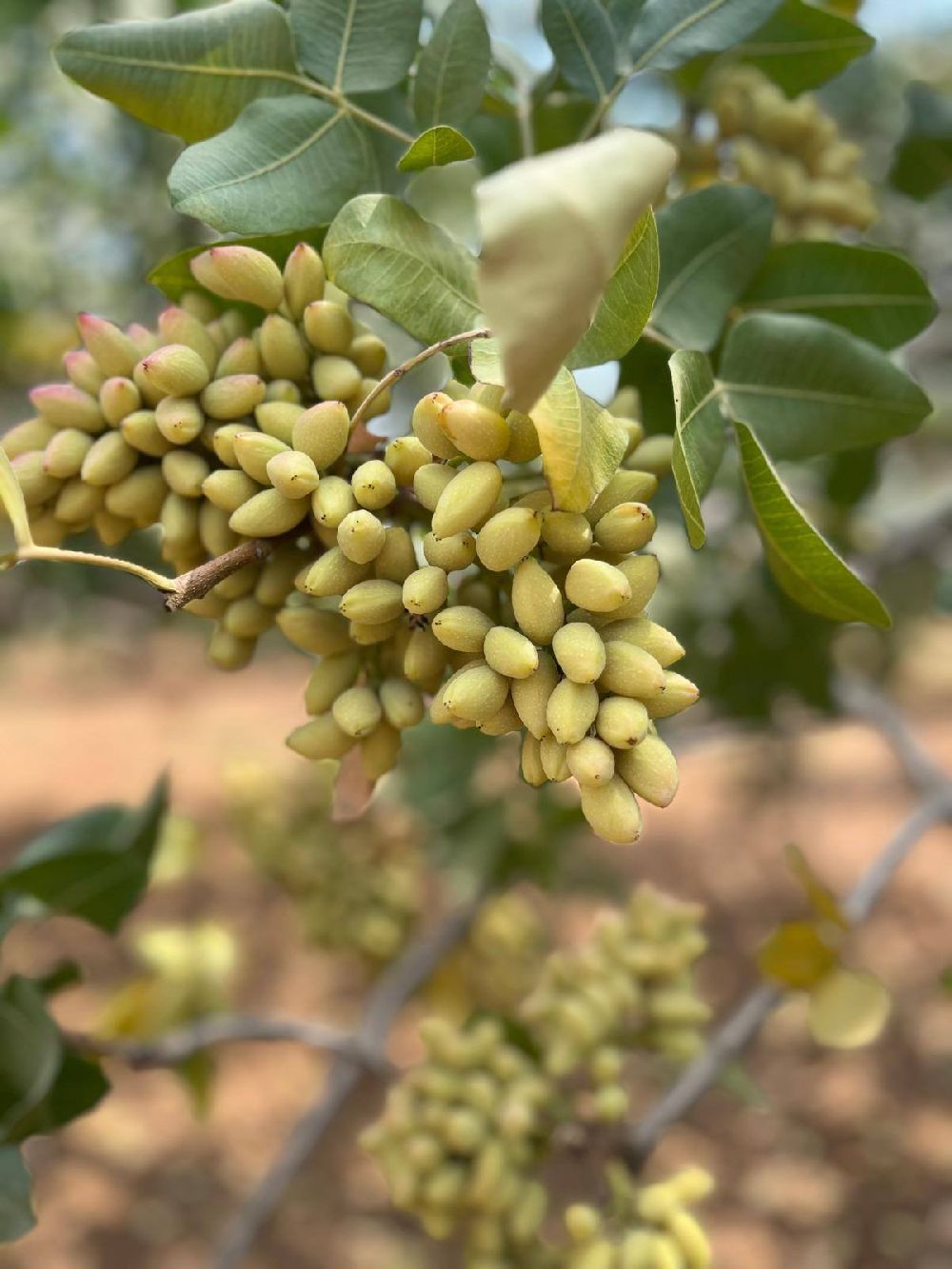 Şanlıurfa’da Boz Fıstık Hasadı Başladı