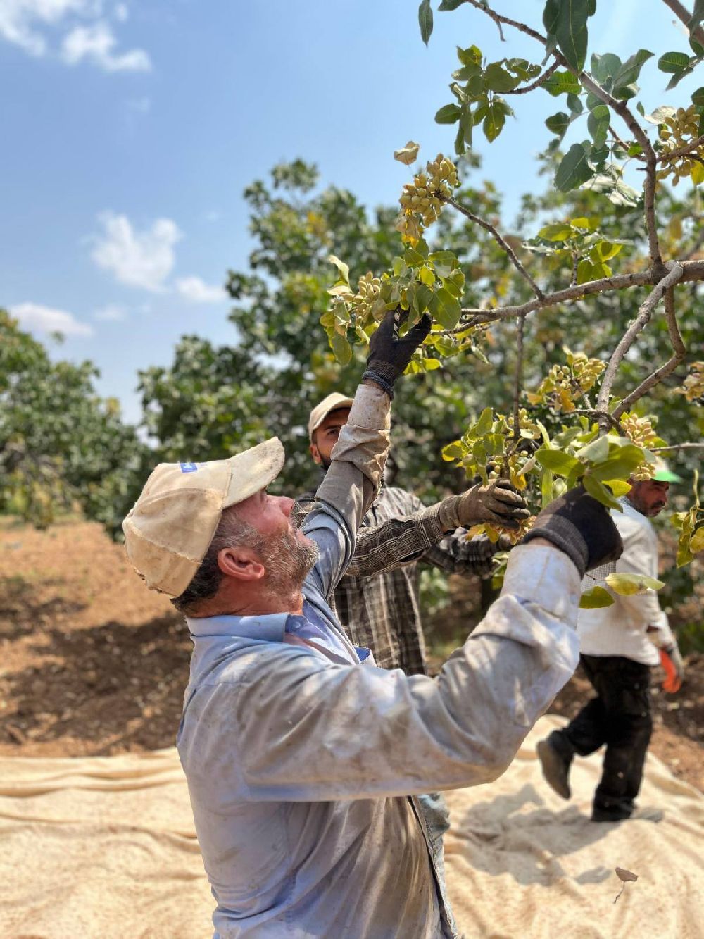 Şanlıurfa’da Boz Fıstık Hasadı Başladı
