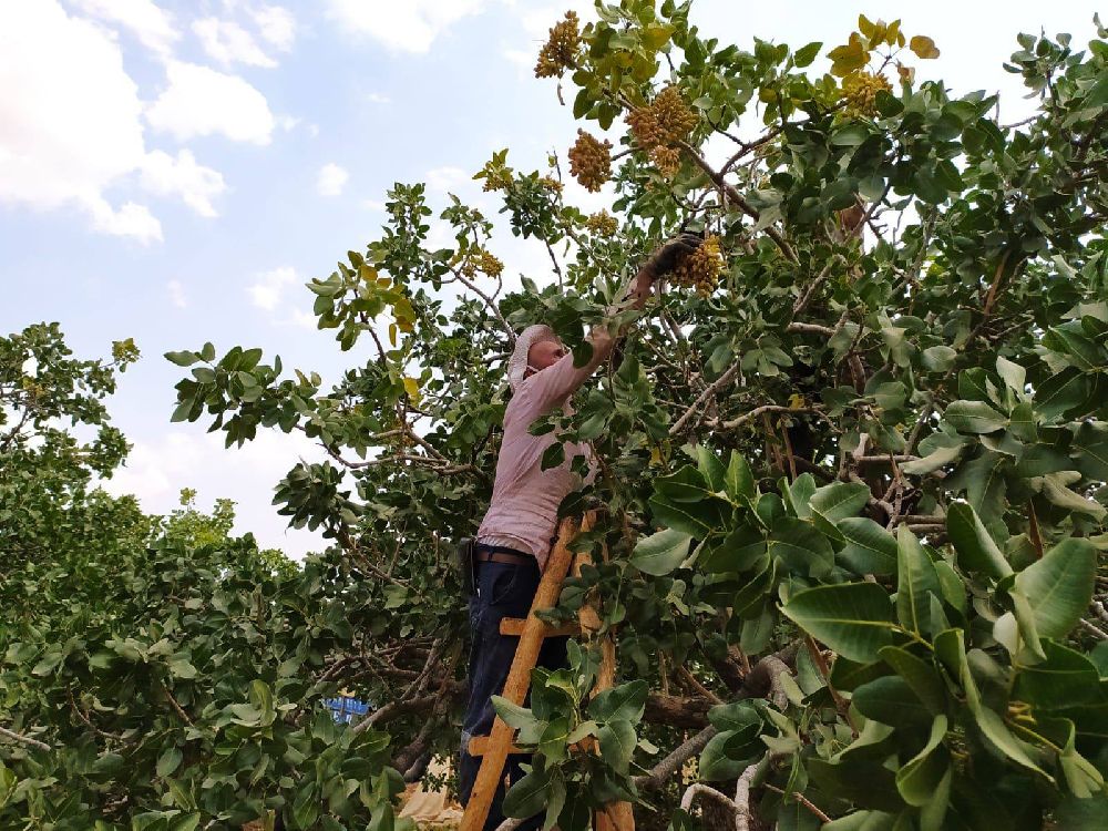 Şanlıurfa’da Boz Fıstık Hasadı Başladı