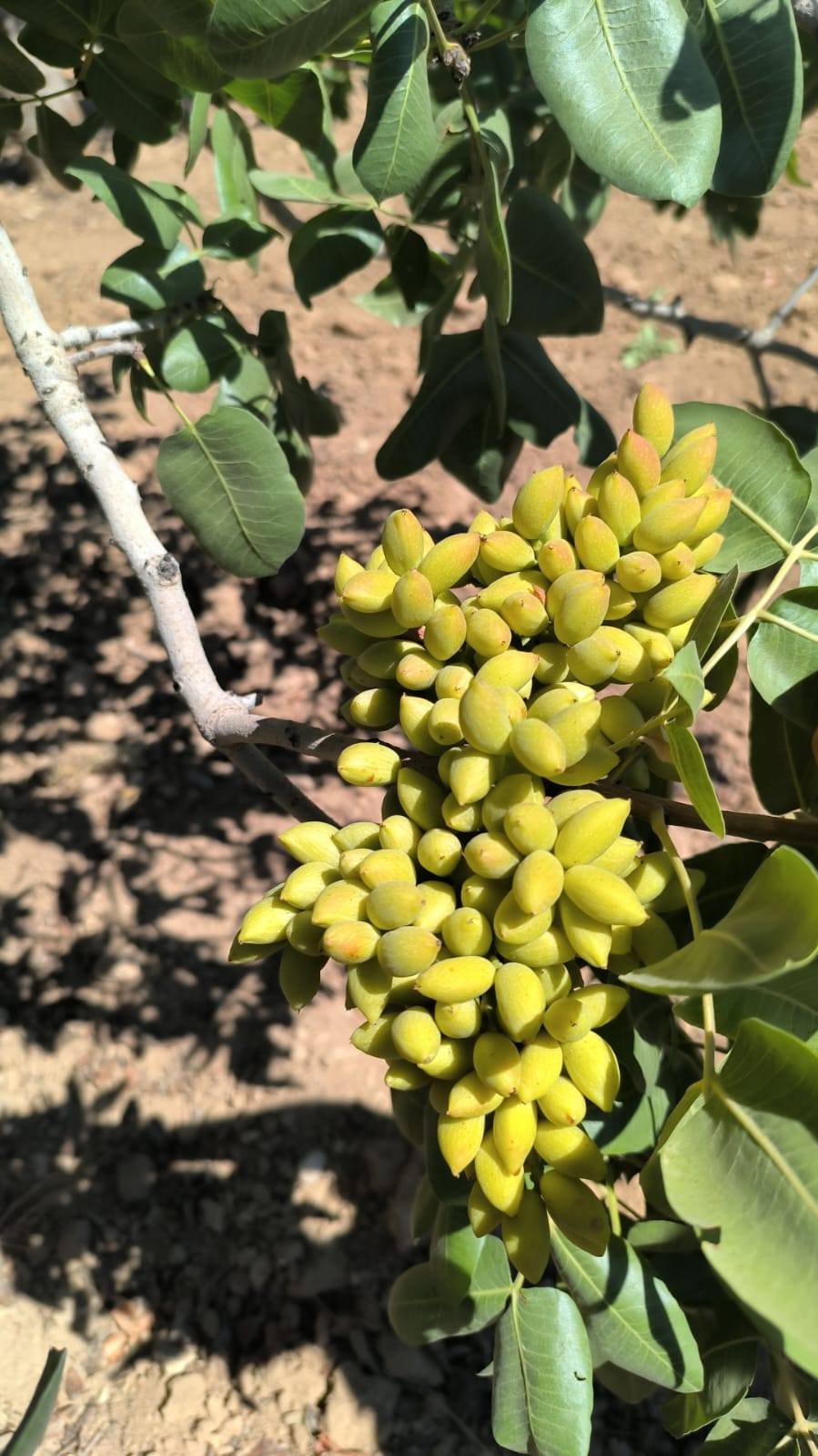 Şanlıurfa’da Boz Fıstık Hasadı Başladı