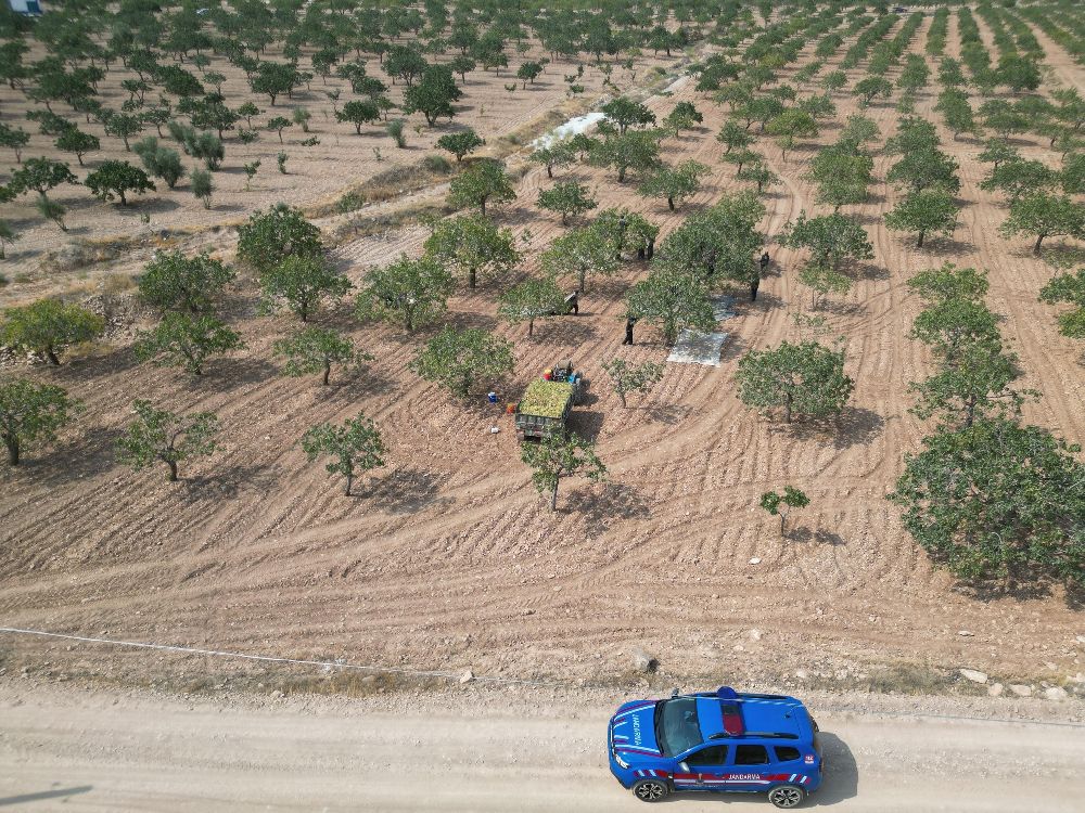 Şanlıurfa’da Boz Fıstık Hasadı Başladı