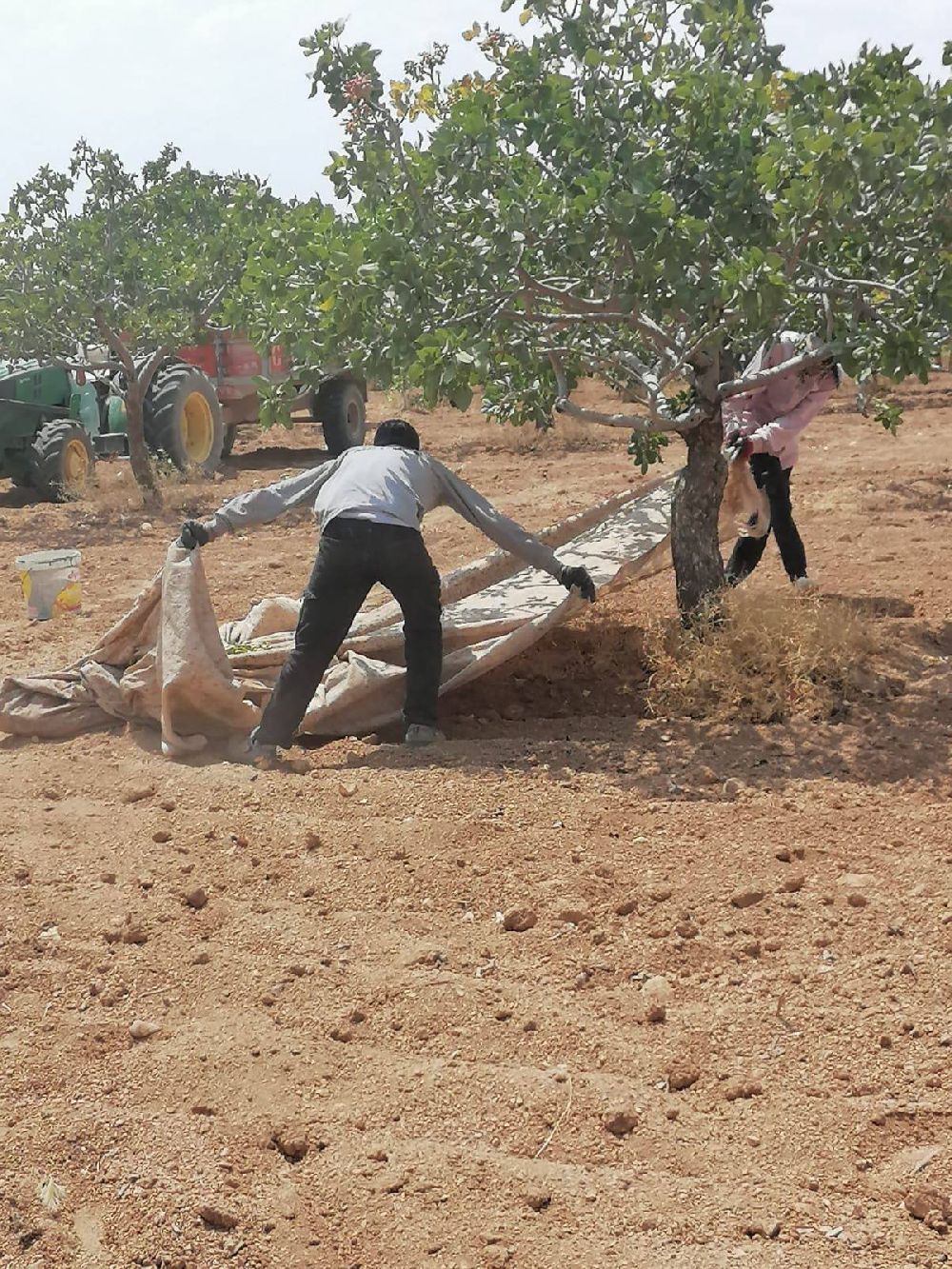 Şanlıurfa’da Boz Fıstık Hasadı Başladı