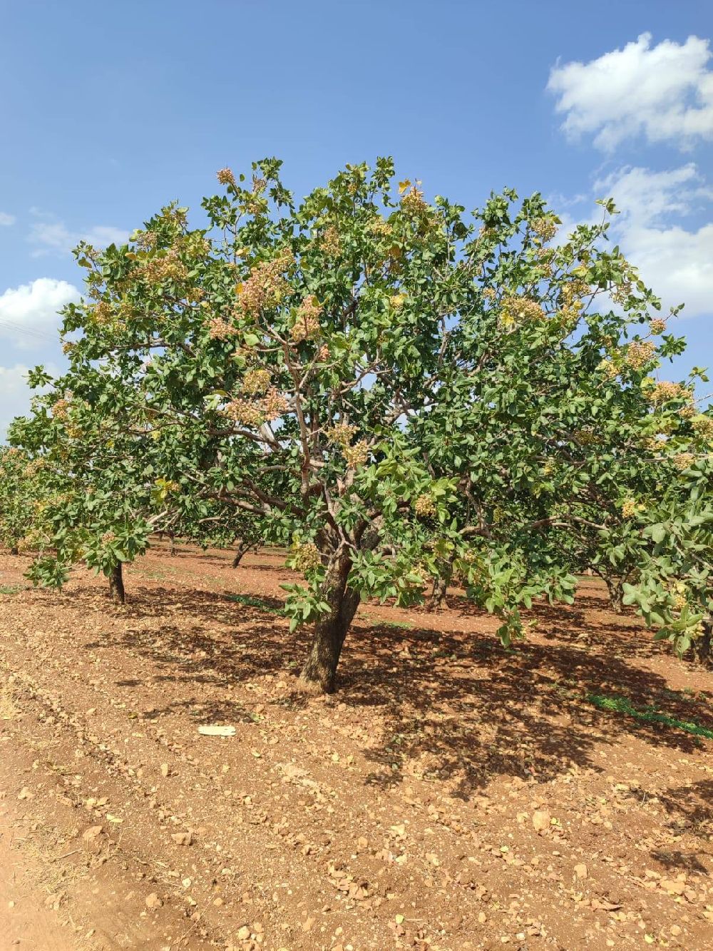 Şanlıurfa’da Boz Fıstık Hasadı Başladı