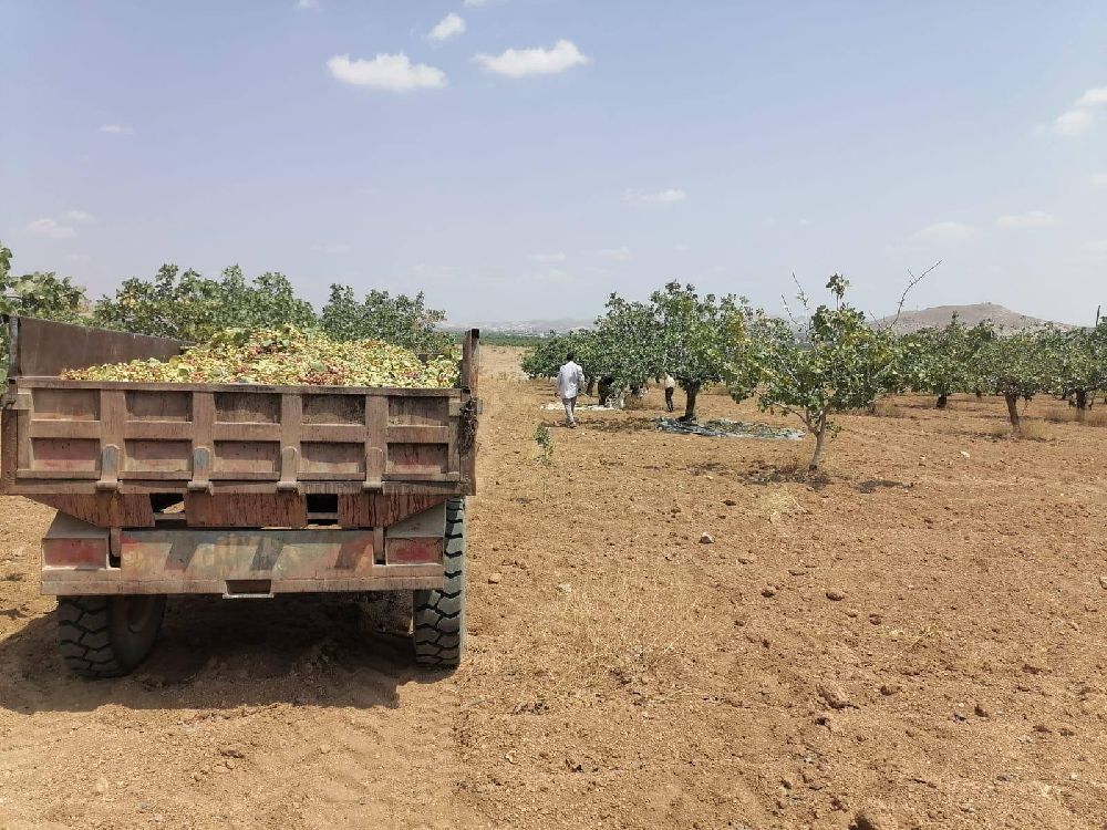 Şanlıurfa’da Boz Fıstık Hasadı Başladı