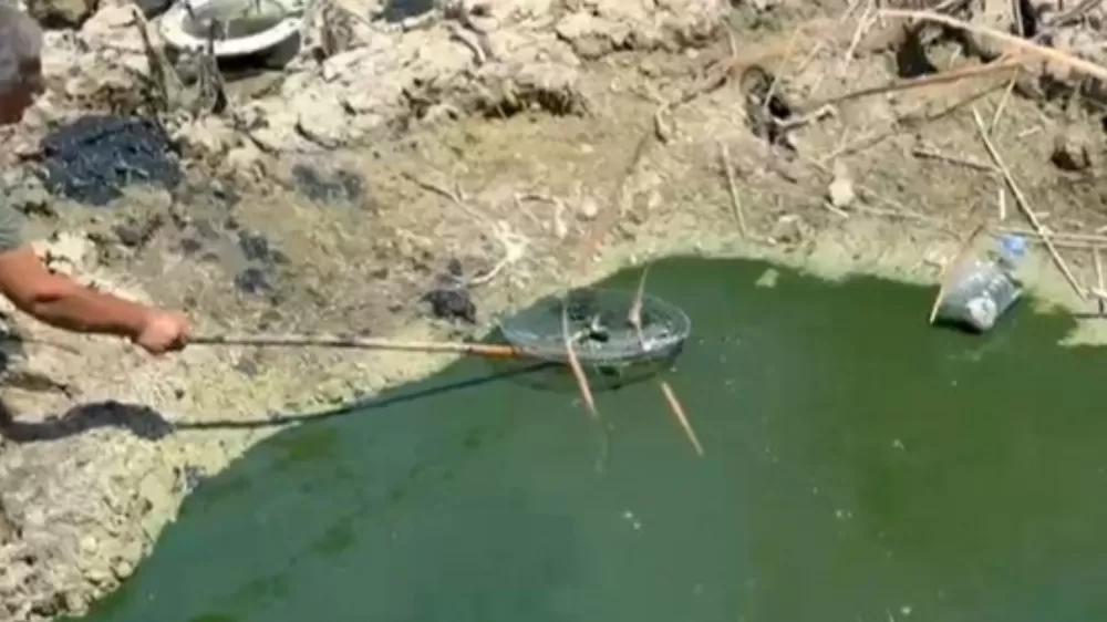 Sıcaktan dolayı kuruyan sazlıktaki balıklar telef olmaktan kurtarıldı