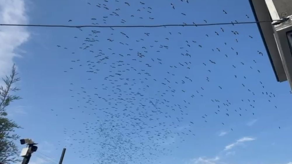 Sürü sürü dönüyorlar