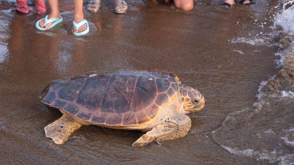 Tedavi edilen caretta carettaların mavi yolculuğu ilk kez yerli uydu ile izlenecek