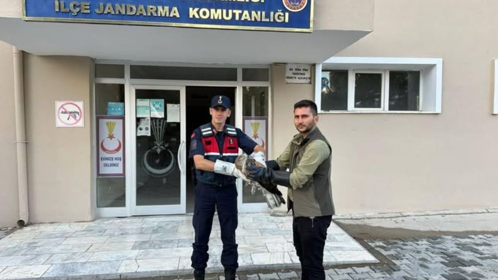Yaralı şahinin jandarma ekipleri kurtardı