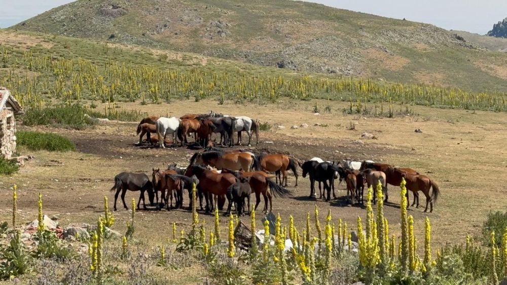 Yaylalara yiyecek aramaya gelen yılkı atları havadan görüntülendi