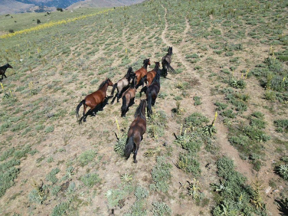 Yaylalara yiyecek aramaya gelen yılkı atları havadan görüntülendi