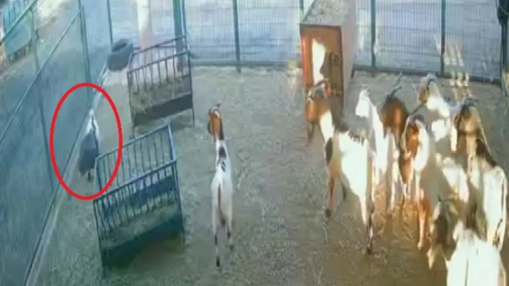 Yerdeki poşeti başına geçiren cüce keçi  diğer keçilerin kabusu oldu o anlar kamerada görenler gülme krizine tutuldu 