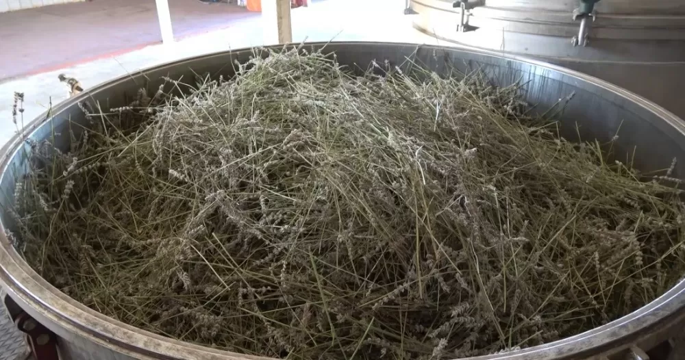 Burdur'da yağmur suyuyla yetişiyor, yurt dışına ihracat ediliyor