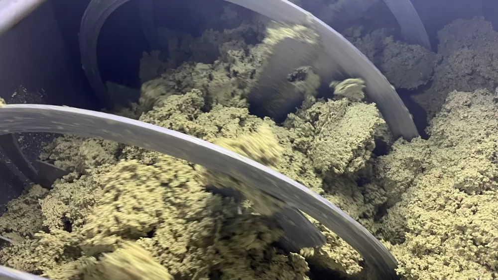 Marmara bölgesinin ilk zeytinyağı sıkımı gerçekleşti