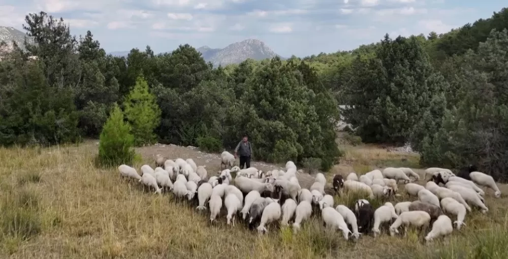 Burdur'un dağlarında yarım asırdır koyunların peşinde