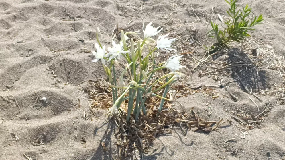 Nesli tükenme tehlikesi altında! Bunu koparırsanız cebiniz fena yanacak