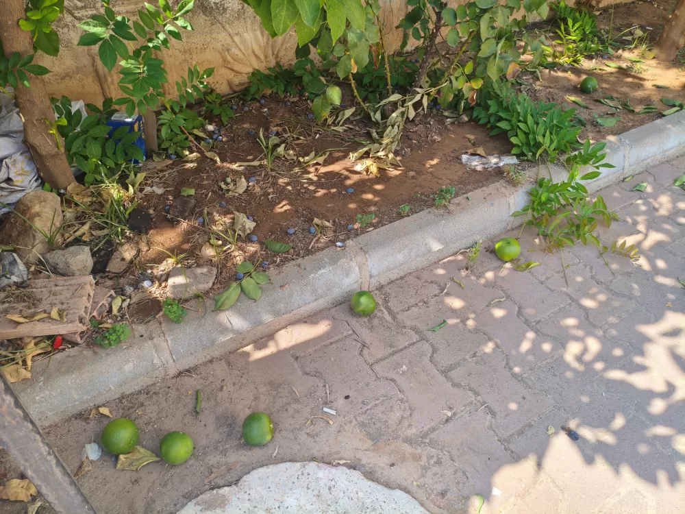 Antalya'da portakal koparma kavgası