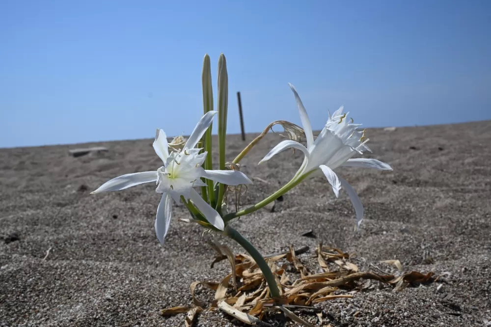 Nesli tükenme tehlikesi altında! Bunu koparırsanız cebiniz fena yanacak
