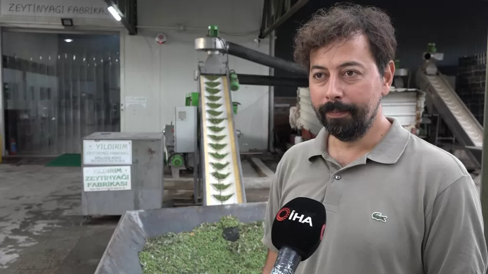 Marmara bölgesinin ilk zeytinyağı sıkımı gerçekleşti