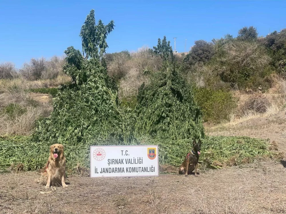  Şırnak’ta 1 buçuk milyar TL’lik uyuşturucu operasyonu 5 gözaltı
