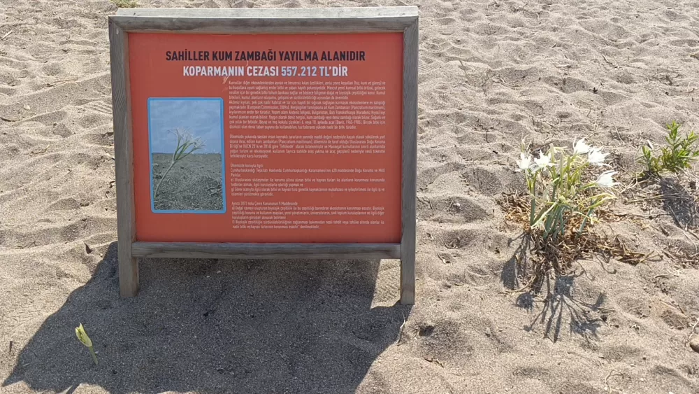 Nesli tükenme tehlikesi altında! Bunu koparırsanız cebiniz fena yanacak